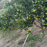 �и��������ջ�