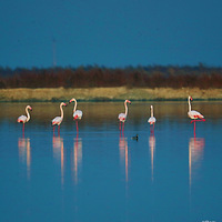 �˳��κ���������