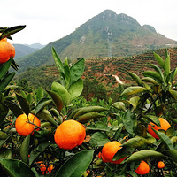 �ֽ�ɽ���ϣ��ɽ�����ʱ���ٺ�С֥��