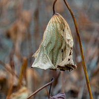 ������ɢ˪���������ÿݺ���������