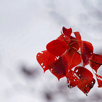 �������������ʪ��