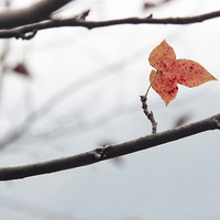 �ٺ��������