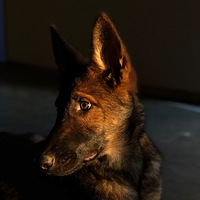 ����Ӱ2020��+��Ȯ�ɻ�