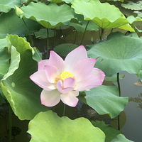 ����Ӱ2020���ɻ�̶��ɻ���