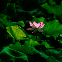 ����Ӱ2020���ɻ�������