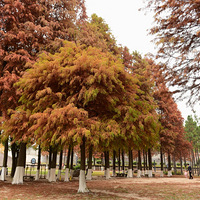 �ٺ��齭��������