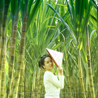 ��Ƭ������