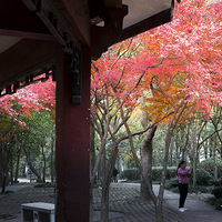 ����Ӱ2020����ɽ��԰���Ҷ