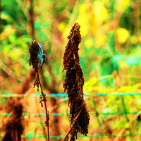 ��ɽ�ϵ�˪Ҷ