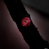 ÷�����Կຮ��