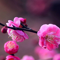 һ��һ��÷����