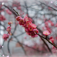 ����㳡÷��