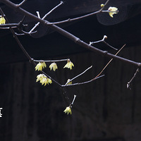 2021����������һ����