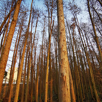 �������ɼ