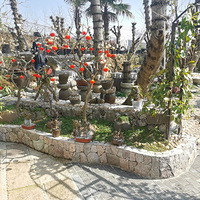 ����ʯ��԰�����