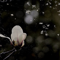 ���£����Ļ�����