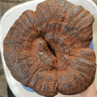 ��֥���ƽʱ�Ⱥ�Ҳ�Ǻܺõģ���ͬ�е���