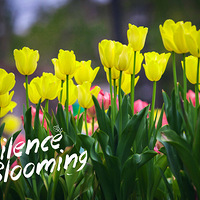 ���ջ�����