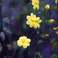 �����ƽ�