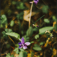 ��Щ����