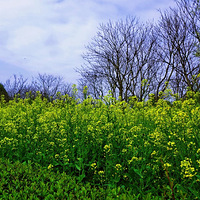 ռNo.51ʢ
