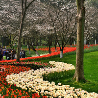 Ī������ɫ���ͷ�һ������Ӱ��·���μ�