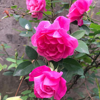 ¥ֲ￪ʼ