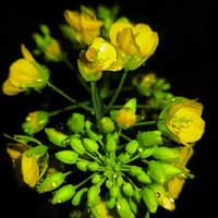 ҹ�����Ͳ˻�����