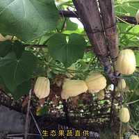 ����һ�꿪������������ʲô����������///