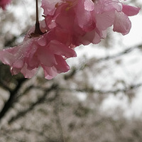 �����Ļ�