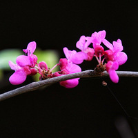 ��ɽ������