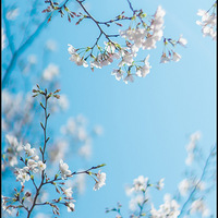 ����ӣ�������ģ�������������ͬ