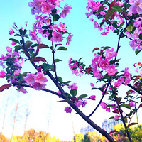 ·������ɽ��԰ӣ��ʢ��