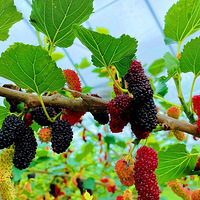 ���˲ɵ÷�ɣ� �������ű��˪