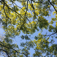 ����������ɽ��һ��