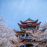 ʮ��ӣ�����⿪���ƻ���ϧ��ǧ�أ�