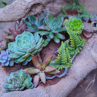 ����ľ׮�ϵĶ���