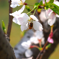 ����ӣ�������ٻ�