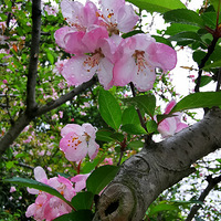 �������εĺ��Ļ�