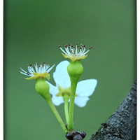 �滨һ֦������