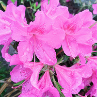 ΢�磬�ճ�������