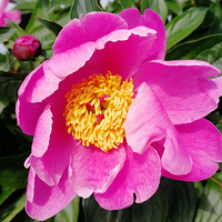 ��������ҩ��