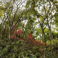 ����ӳɽ��