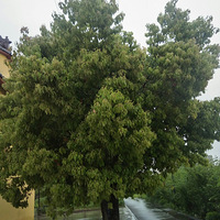 ��ͷ����