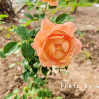 �����ֻ�����ӭ����Ժ�Ĵ�ɫ