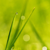 ��¶����