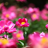 �ۻ�����ҩ��