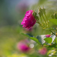 һ��һ����