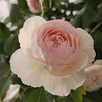 ���ַǳ��õ������¼�