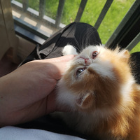 ȳ